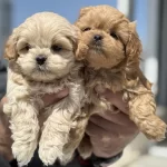 Petmode Köpek Çiftliğinde Ziyarete Açık Maltipoo