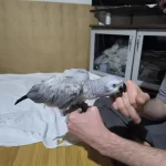 Evcil Jako Papağanımız