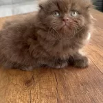 Safkan Scottish Fold Longhair