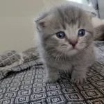 30 Günlük Kediler Mama Kum Eğitimi Yapılıyor