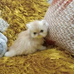 Efsane İran Persian Orijinal