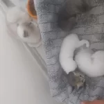 4 Adet Yavrumuz Scottish Fold Uyguna Verilecektir