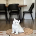 Güzel Bebeğim Safkan British Shorthair Yavrum