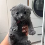 1 Aylık British Shorthair