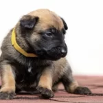 Belçika Kurdu Orijinal Köpeğimiz