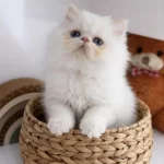 Peluş Oyuncak Red Point İran Kedisi Bebeğim