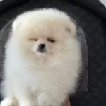 Ankaranın En Kaliteli Teddy Face Pomeranian Yavruları