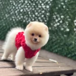 Sağlik Ve İrk Garantili Pomeranian