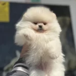 Petmode Köpek Çiftliğinden Tea Cup Pomeranian