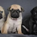İrk Ve Sağlık Garantili Pug Yavrular Tacedpet
