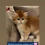 Show Kalite Safkan British Yavrular