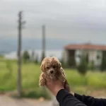 Kusursuz Maltipoo Bebekler