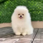Ankaranın En Seçkin Pomeranian Yavruları