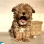 Tiny Teddy Face Kore Maltipoo