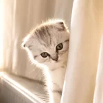 3 Aylık Scottish Fold Dişi