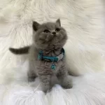 İrk Ve Sağlik Garantili British Shorthair