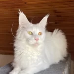 Maine Coon Xxxl Kedimiz
