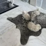 Scottish Fold Blue Point Yavrularımız
