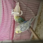Çift Muhabbet Kuşumuz