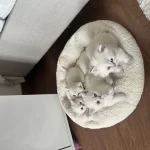 Kedilerimize Yuva Arıyoruz