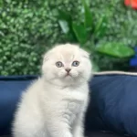 Koca Kafa Kedilerimiz Aa Kalite Safkandır