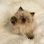 İran Himalayan (odd Eyes)