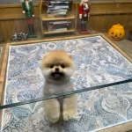 Orjinal Teacüp Pomeranian