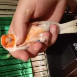 Eşsiz Üst Düzey Almozaik Kanaryalar