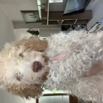 4 Aylık Maltipoo Oğluma Yeni Yuva Arıyorum