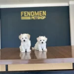 Teacup Maltese Terrier Yavrular Ankara Mağazamizda