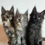 Maine Coon Üst Kaliteli Yavrular