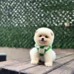 Yavru Pomeranian Boolarımız
