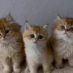 British Shorthair Ve Longhair Yavrular