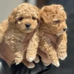 Çok Özel Tea Cup Kore Maltipoo Yavrularımız
