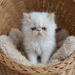Safkan Red Point İran Persian