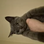 Erkek British Shorthair Yavrumuz Yeni Yuvasini Ariyor