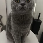 6 Aylık Safkan Scottish Fold
