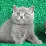 Yuvarlak Kafa Gri British Shorthair