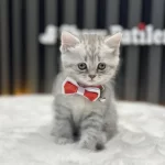 Safkan İrk British Shorthair Silver