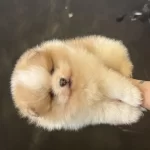 Panda Yavru Pomeranian Bebek