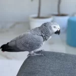 Ele Kola Alişkin Deli Gibi Konuşan Red Factör Jako