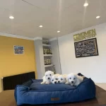 Orjinal Teacup Maltese Yavrular Ankara Mağazamiz Açik