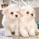 Maltese Terrier Xs Sifir Numara Akilli Yavrularim