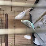 2 Adet Kızgın Eşe Atılmamış Erkek Muhabbet Kuşu