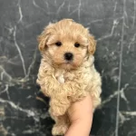 Harika Maltipoo Yavruları