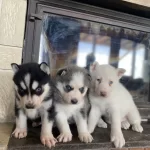 Husky Bebekler Dişi Ve Erkek