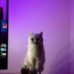 British Shorthair Sağlıklı