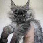 Üst Kaliteli Dişi Maine Coon Rezerve Açık