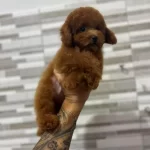Mini Boy Kore Kan Tiy Poodle Yavrulari