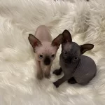 Sphynx Sfenks Dişi Erkek